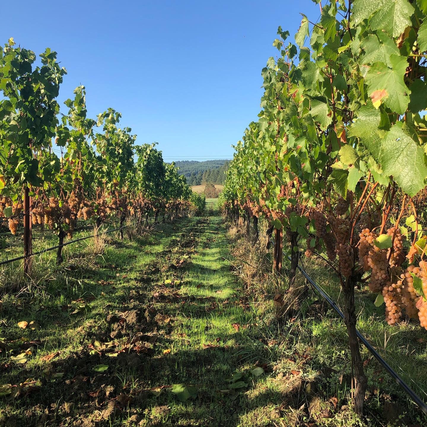 Vineyard photo